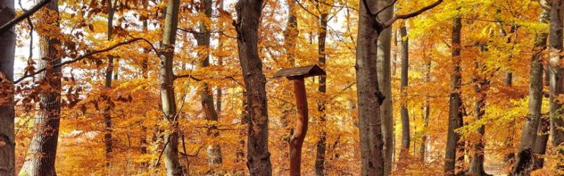 Vyhliadka na Vysoké Tatry pri Janošovej Lúke (619 m n.m.)