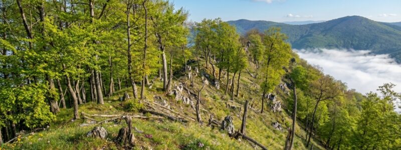 Bokšovské skaly a vrch Bokšov (810 m n.m.)