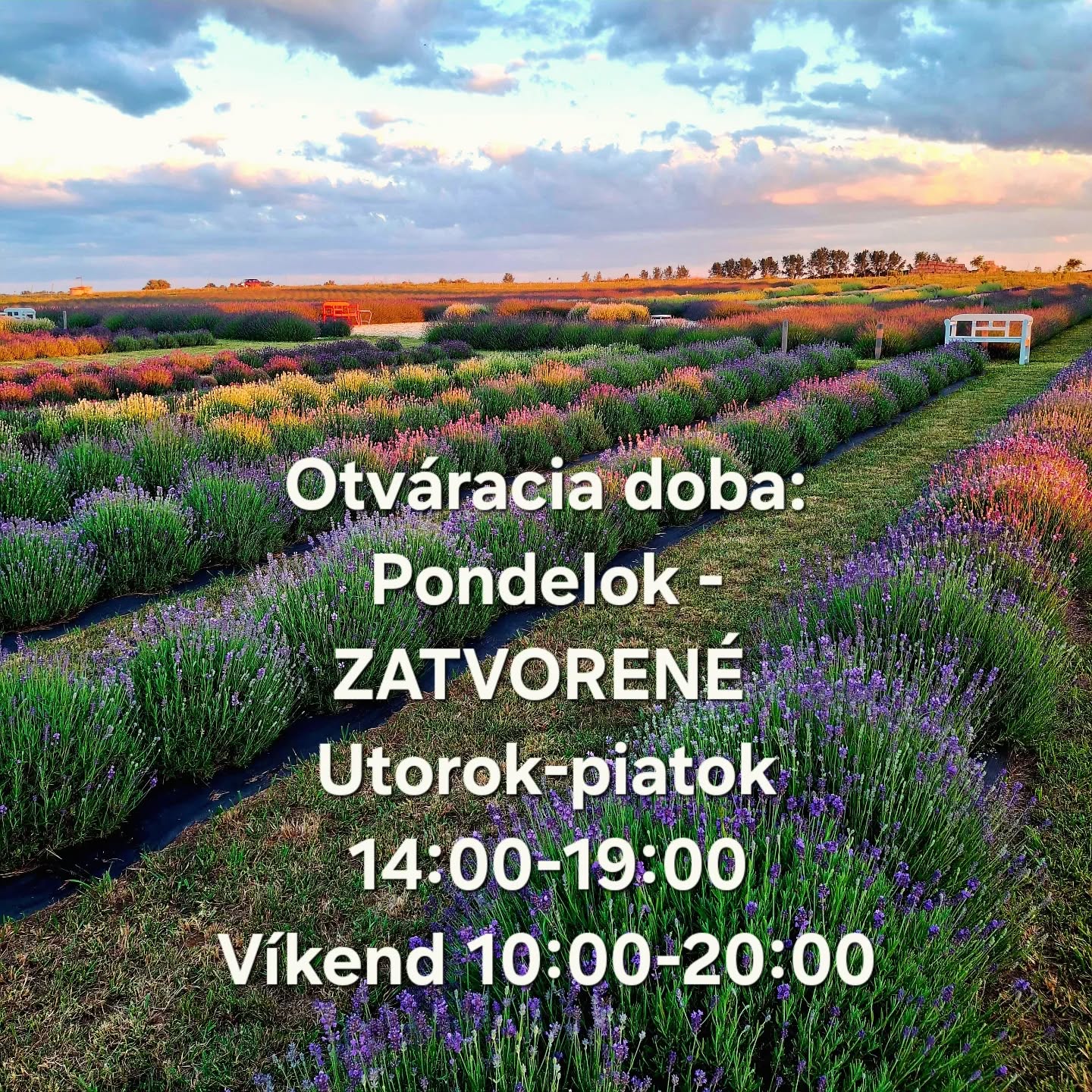 Levanduľové Kráľovstvo v obci Streda nad Bodrogom