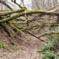 Tufový kaňon pri obci Ploské – Ortášska ryha – Ploská roklina