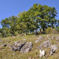 Národná prírodná rezervácia Humenec Národná prírodná rezervácia Humenec