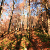 Roháčka – Talafúsov vrch (1028 m n. m.) a Rozsypaná skala (1000 m n.m.)