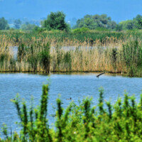 Senianske rybníky Senianske rybníky