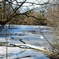 Rieka Bodrog Rieka Bodrog