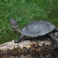 Národná prírodná rezervácia Tajba Národná prírodná rezervácia Tajba