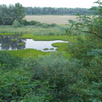 Národná prírodná rezervácia Tajba Národná prírodná rezervácia Tajba