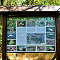 Národná prírodná rezervácia Tajba Národná prírodná rezervácia Tajba