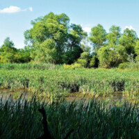 Národná prírodná rezervácia Tajba Národná prírodná rezervácia Tajba