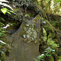 Národná prírodná rezervácia Tajba Národná prírodná rezervácia Tajba