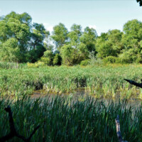 Národná prírodná rezervácia Tajba Národná prírodná rezervácia Tajba