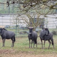 Zoologická záhrada Košice