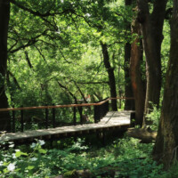 Chránený areál Boršiansky les Chránený areál Boršiansky les