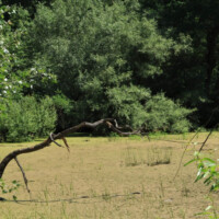 Chránený areál Boršiansky les Chránený areál Boršiansky les